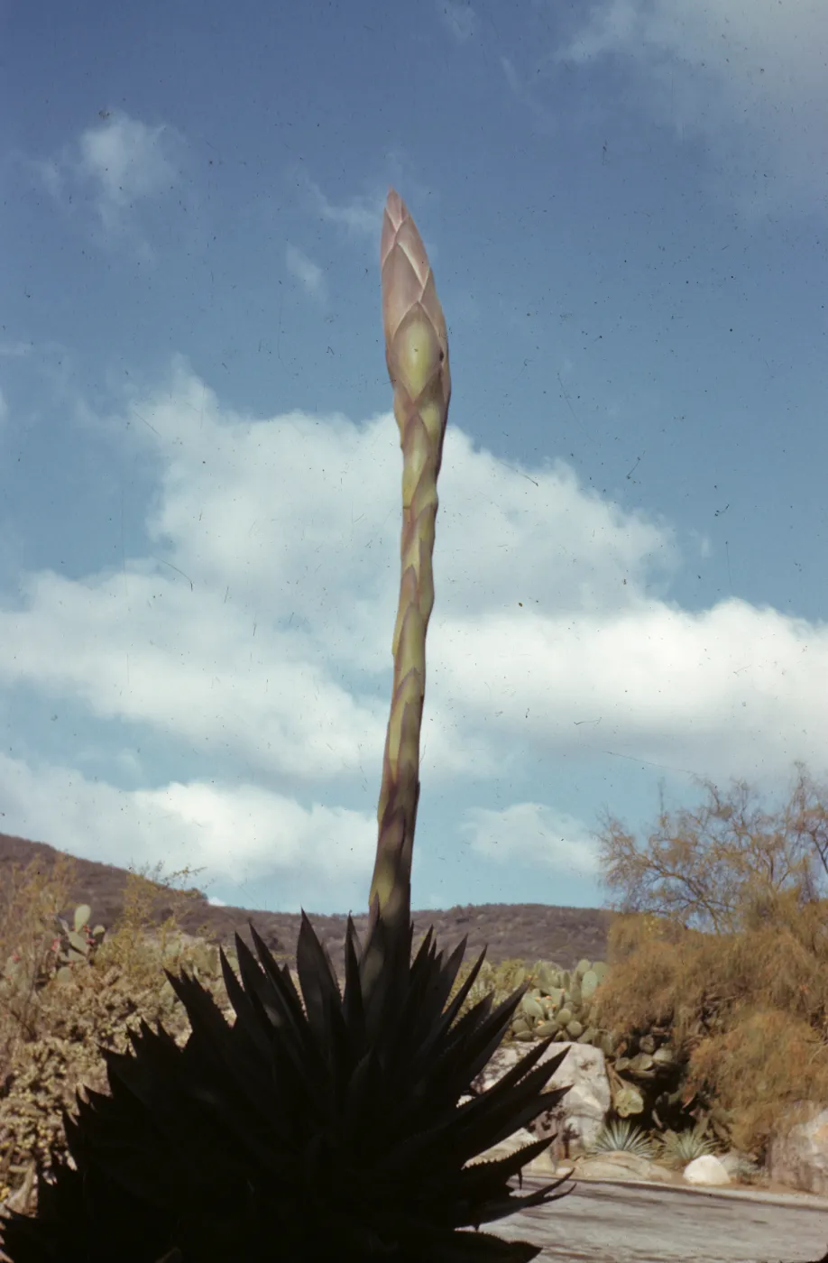Agave shawii