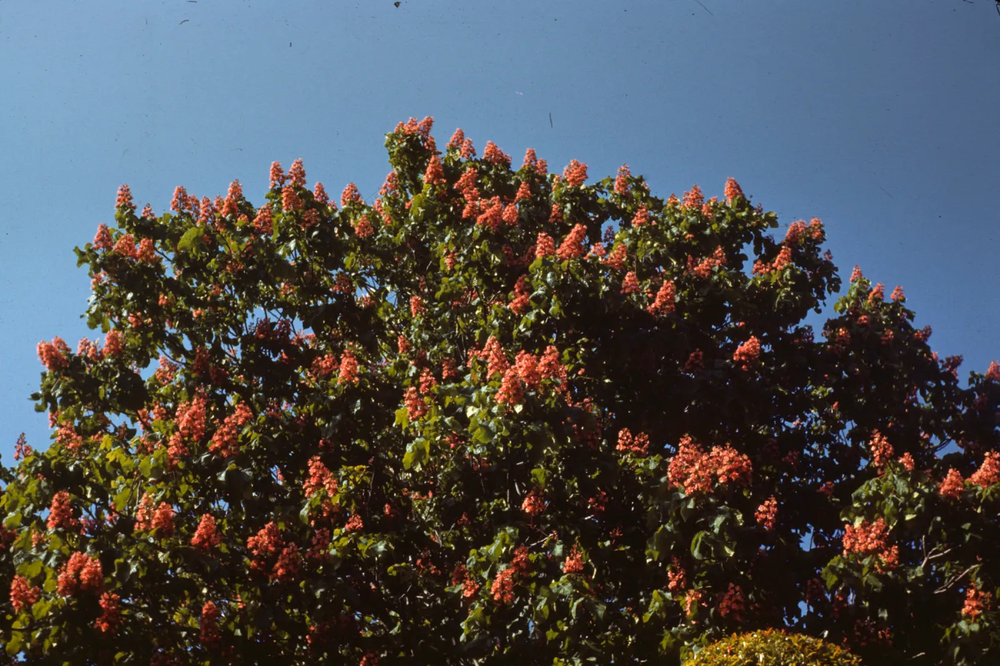 Aesculus carnea