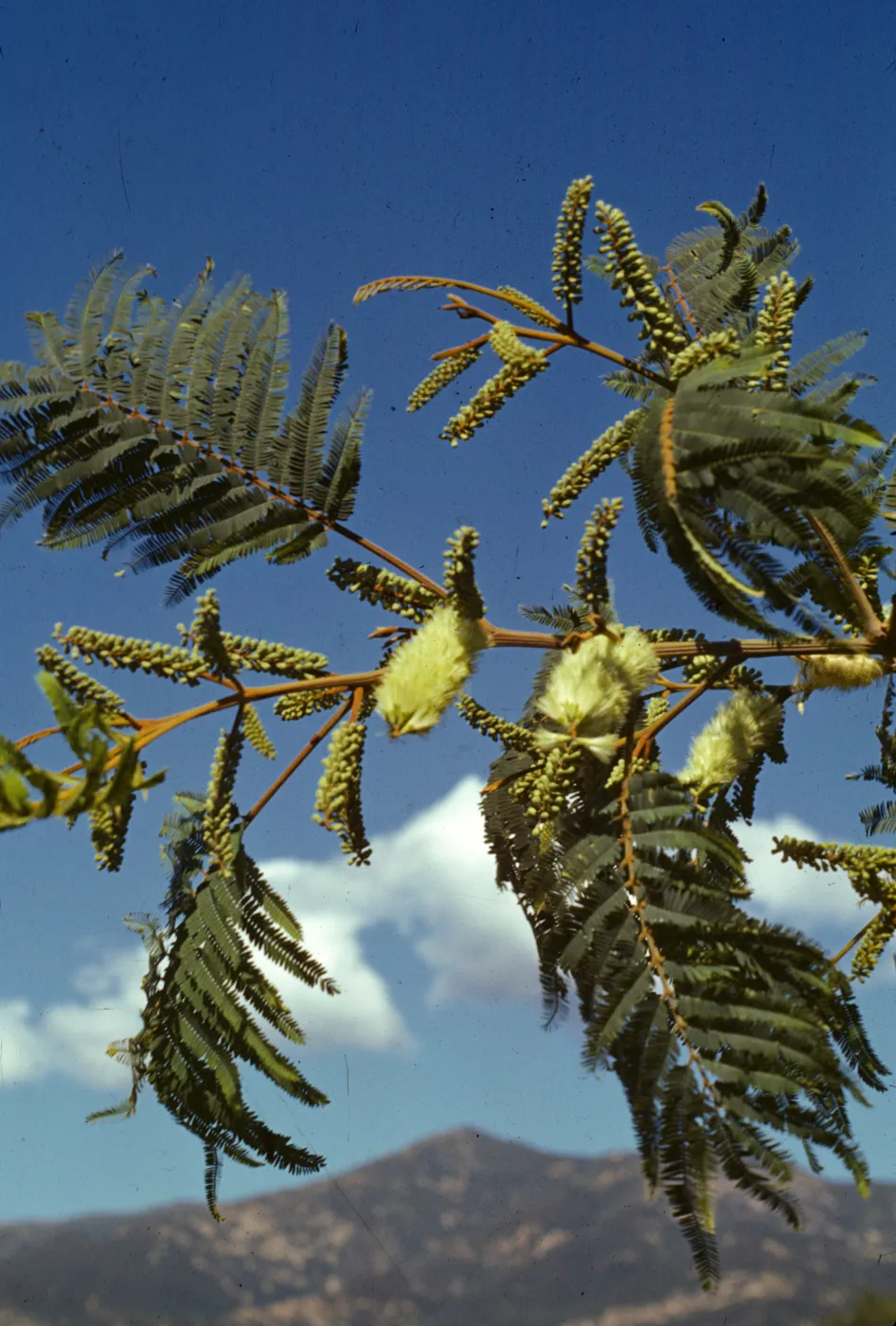 Albizia lophantha