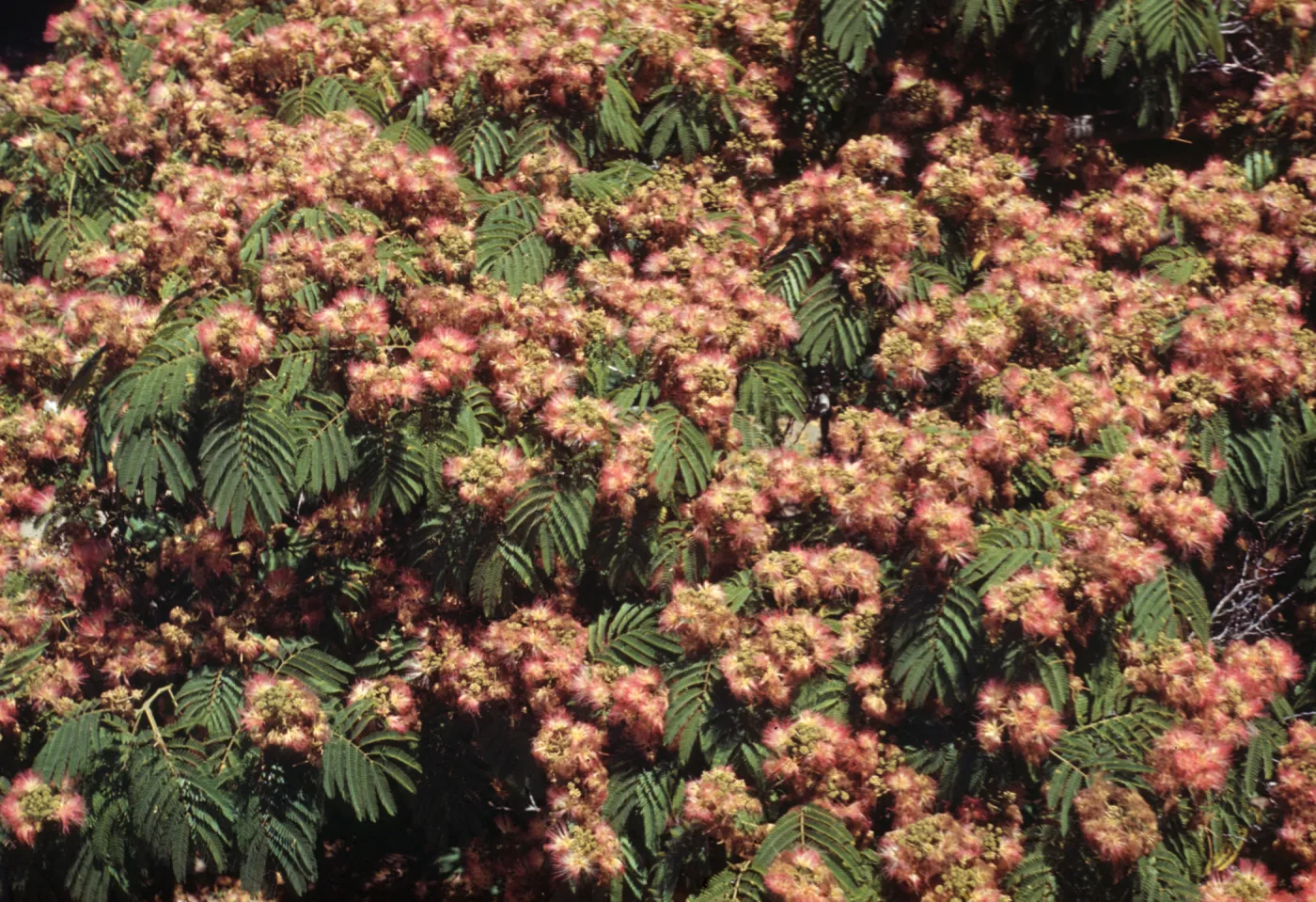 Albizia julibrissin