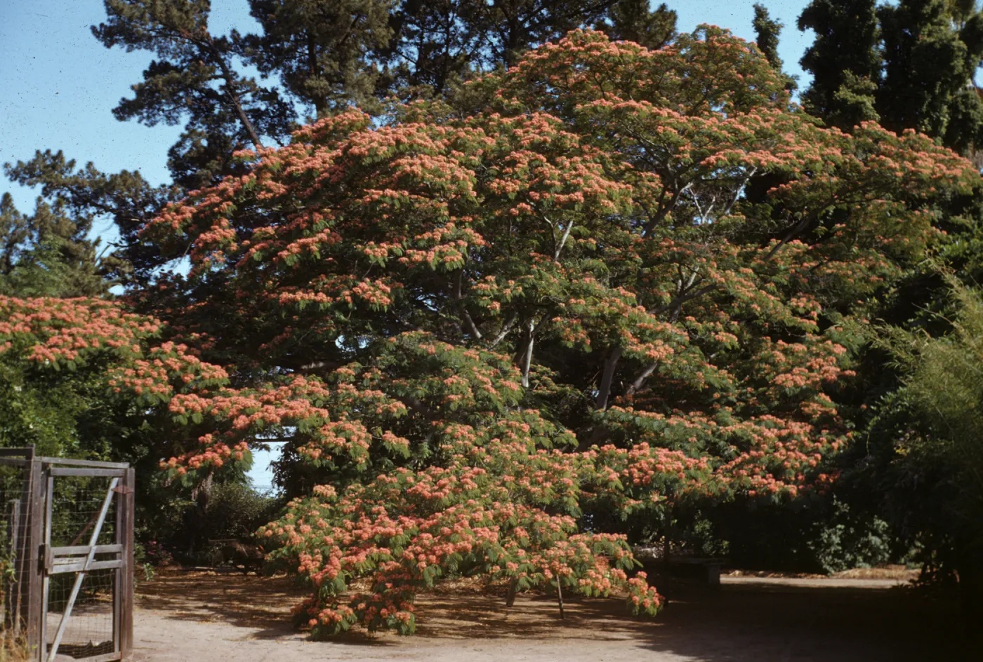 Sexton Silk Tree, Albizia julibrissin