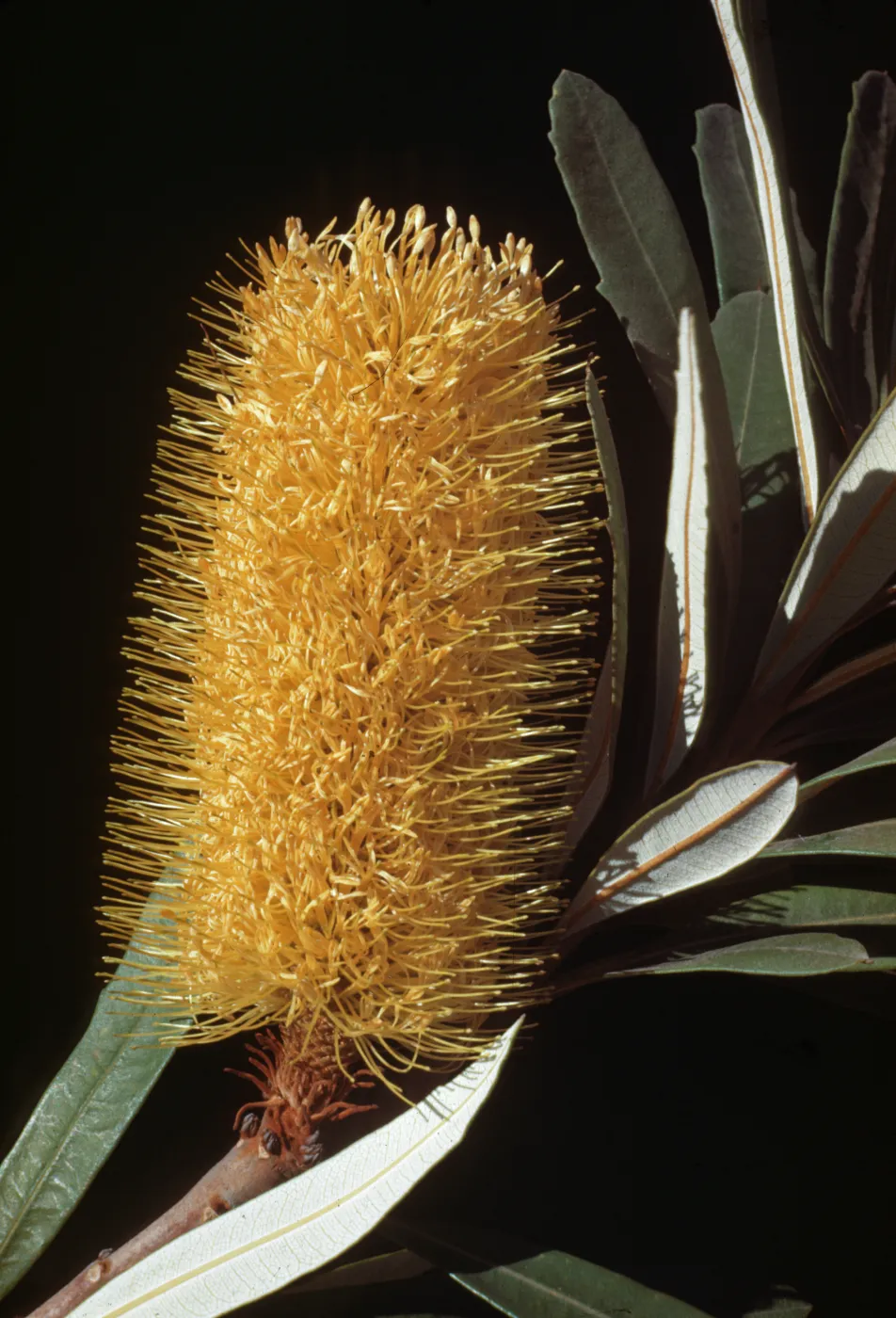 Banksia integrifolia Flower