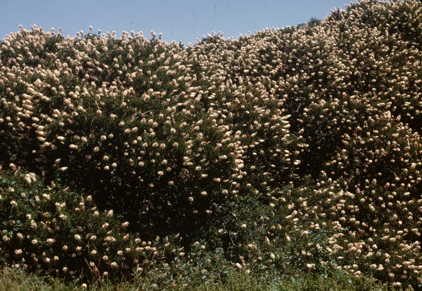 Aesculus californica