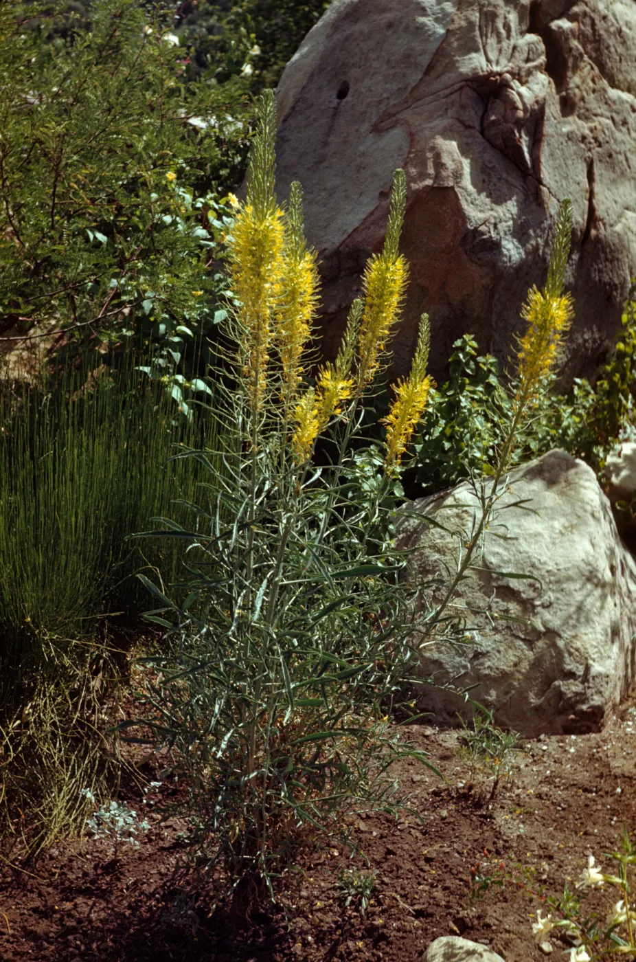 Stanleya pinnata 