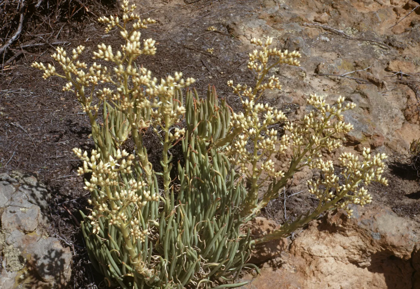 Dudleya edulis