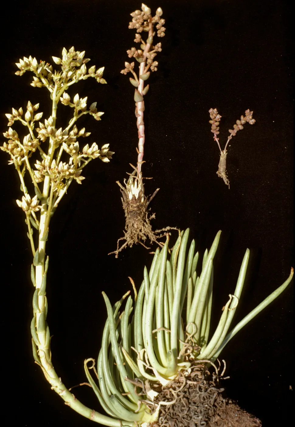Dudleya edulis (below & left) with Hasieanthus blochmanae (right) with Hybrid (center) 