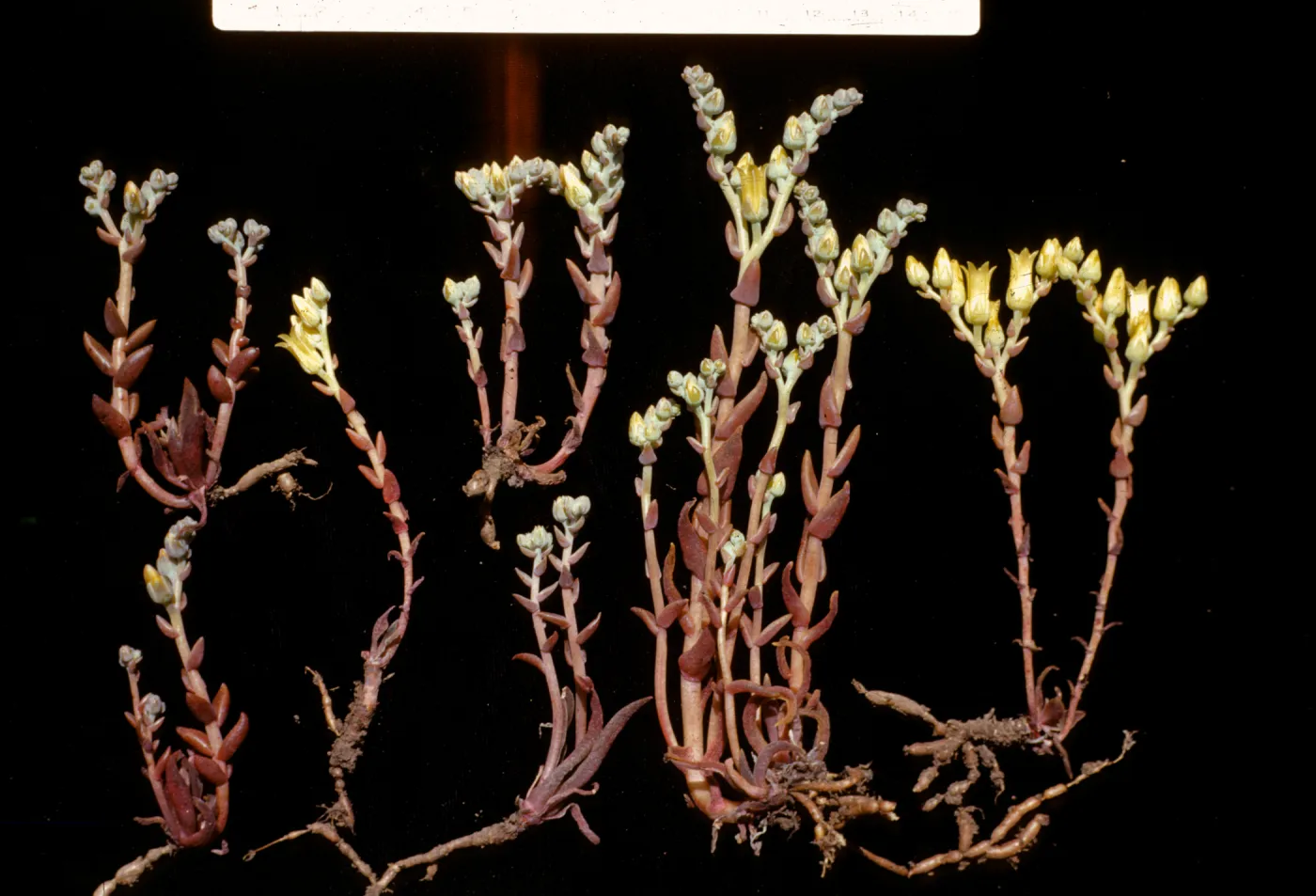 Dudleya parva 