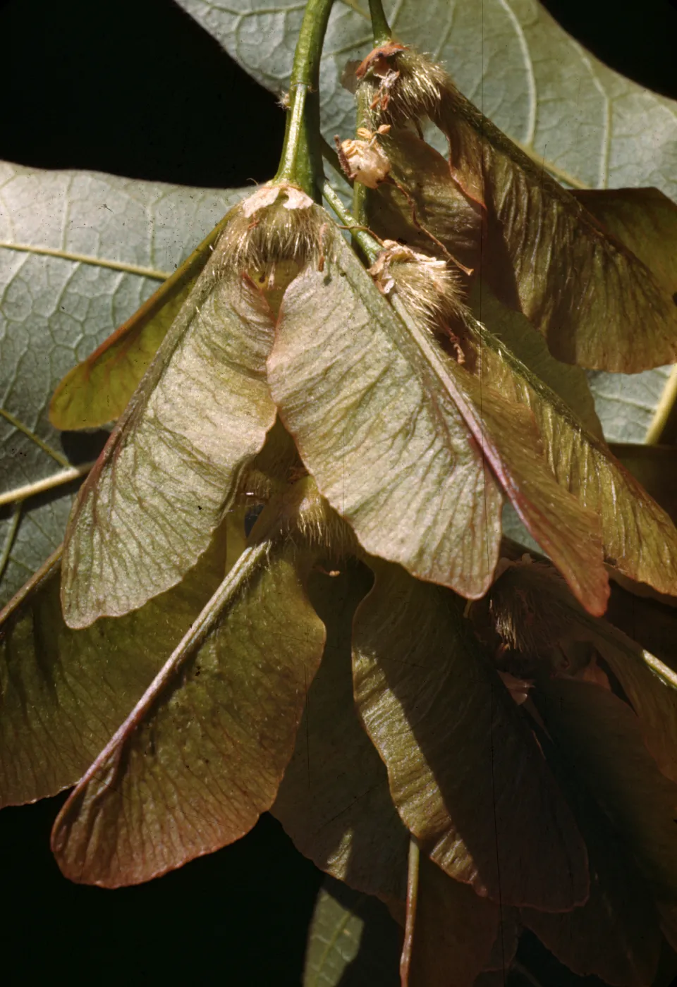 Acer macrophyllum