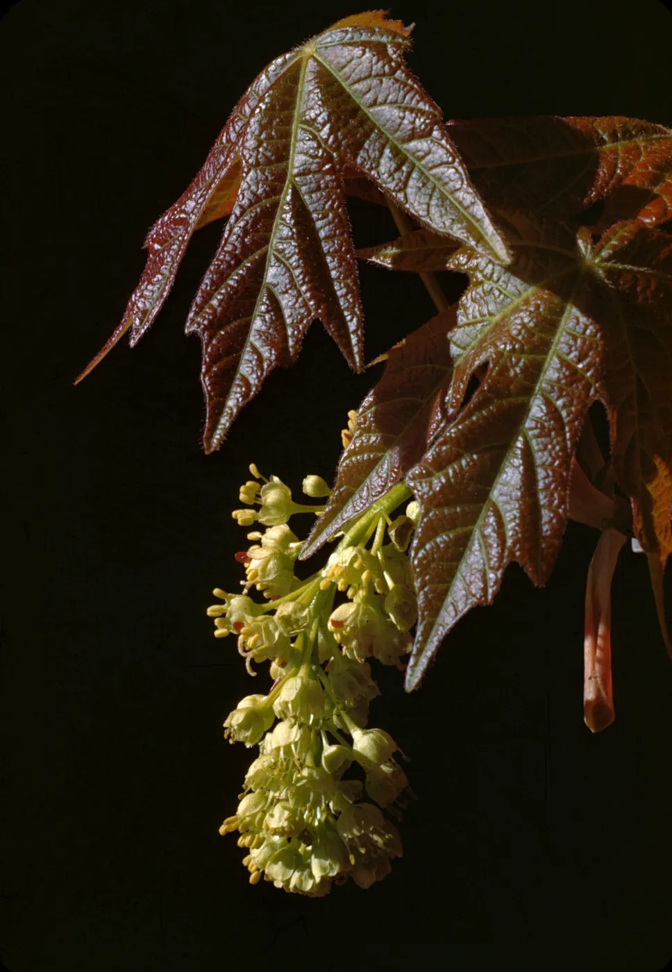 Acer macrophyllum