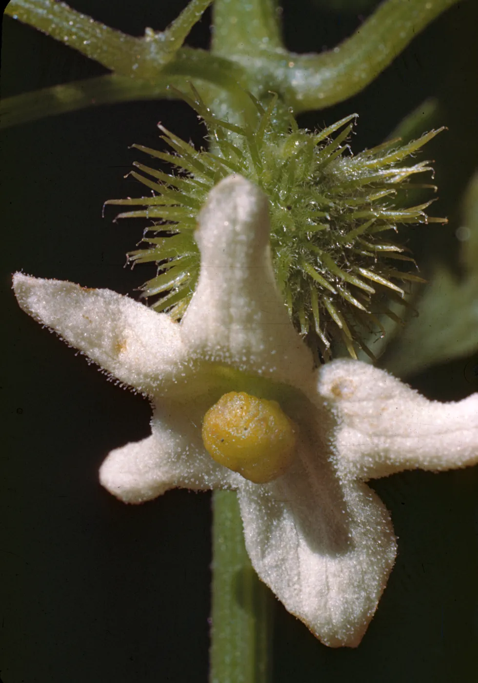 Marah macrocarpus, Echinocyrtis, female flower