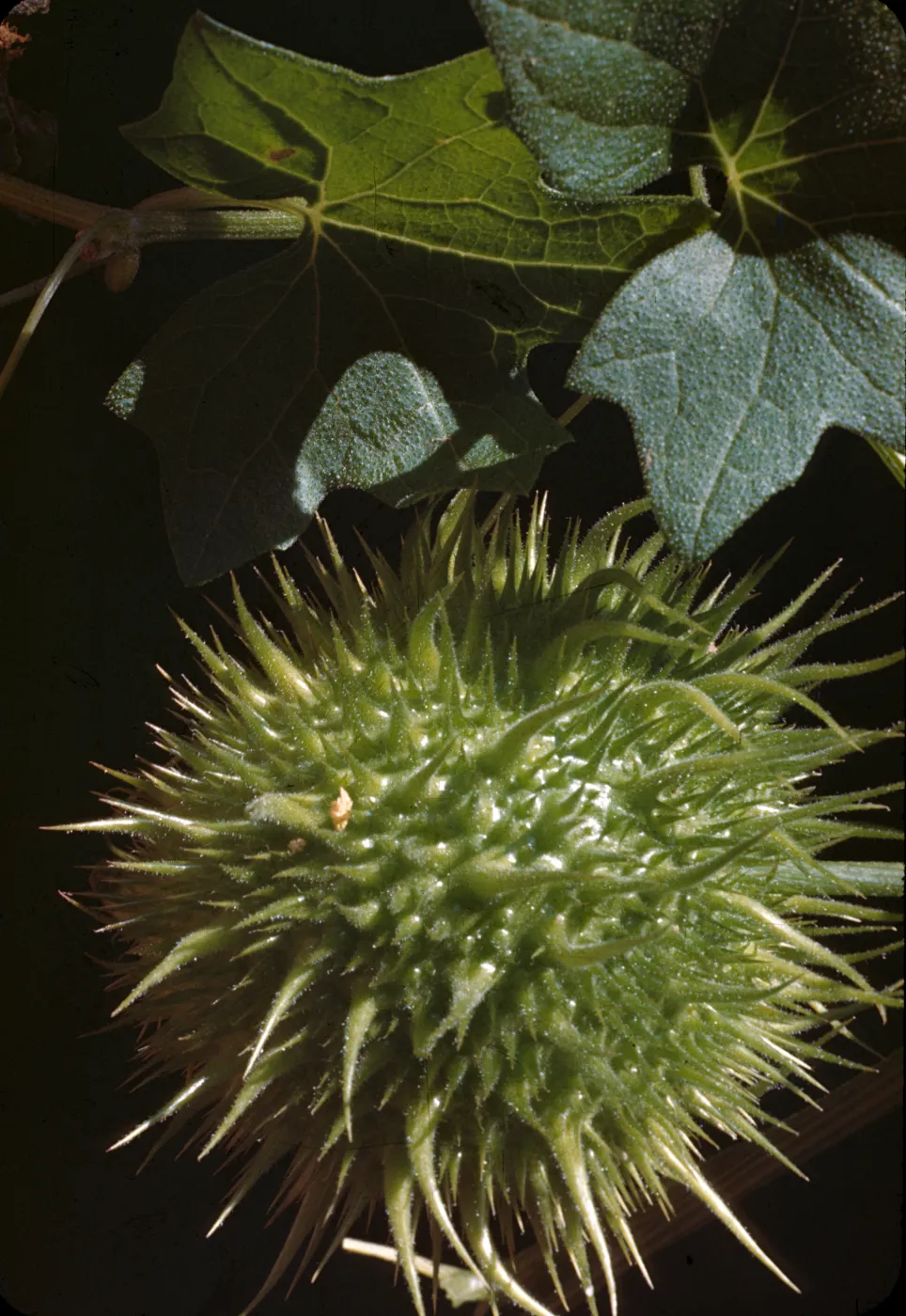 Marah macrocarpus,echinocystis