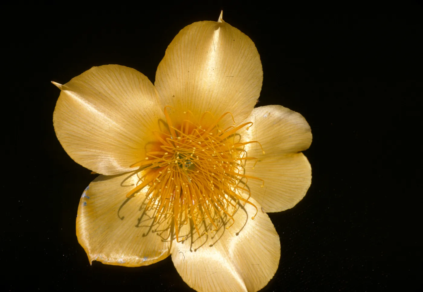 Mentzelia lindleyi