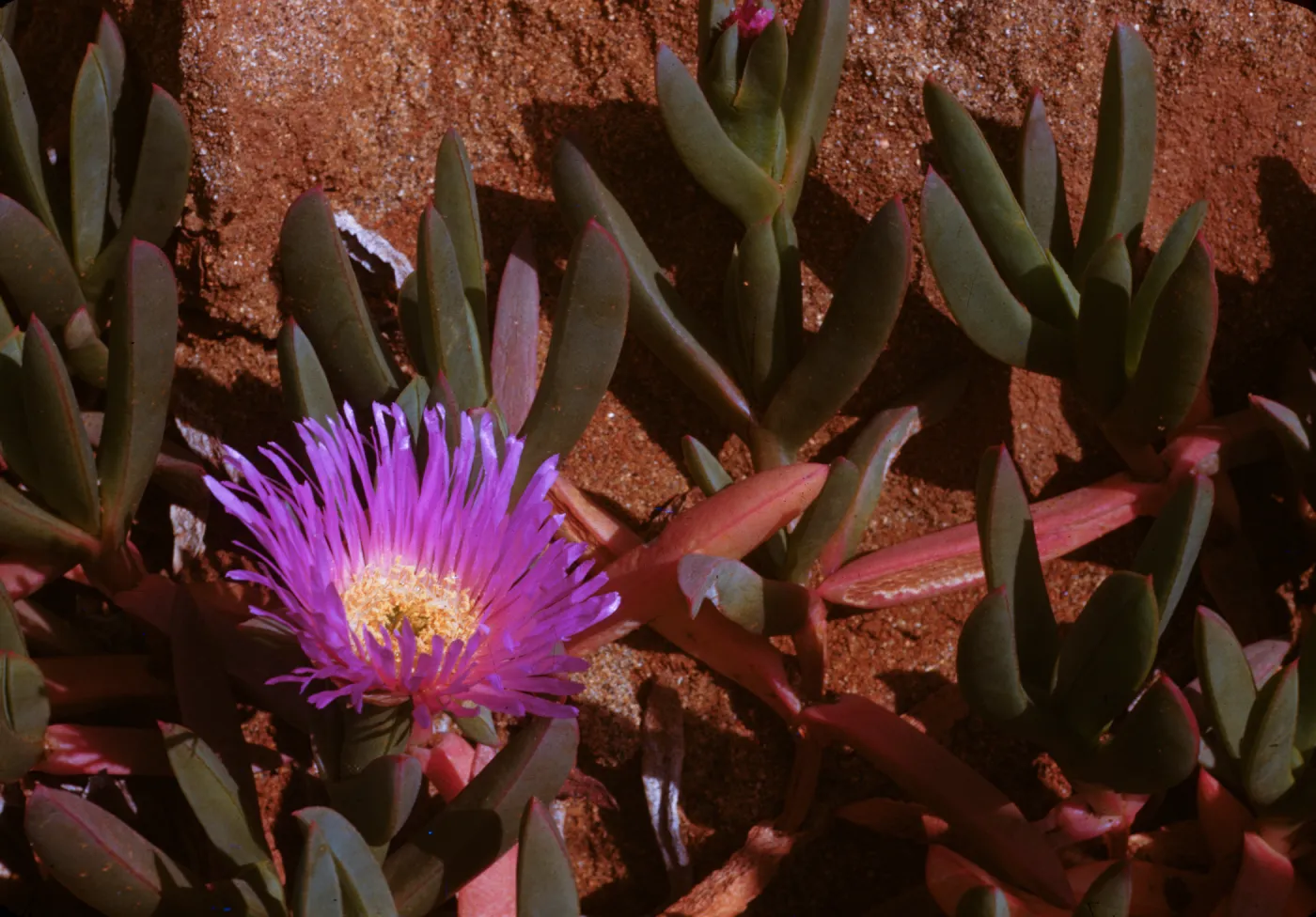 Mesembryanthemum chilense, aizoaceae