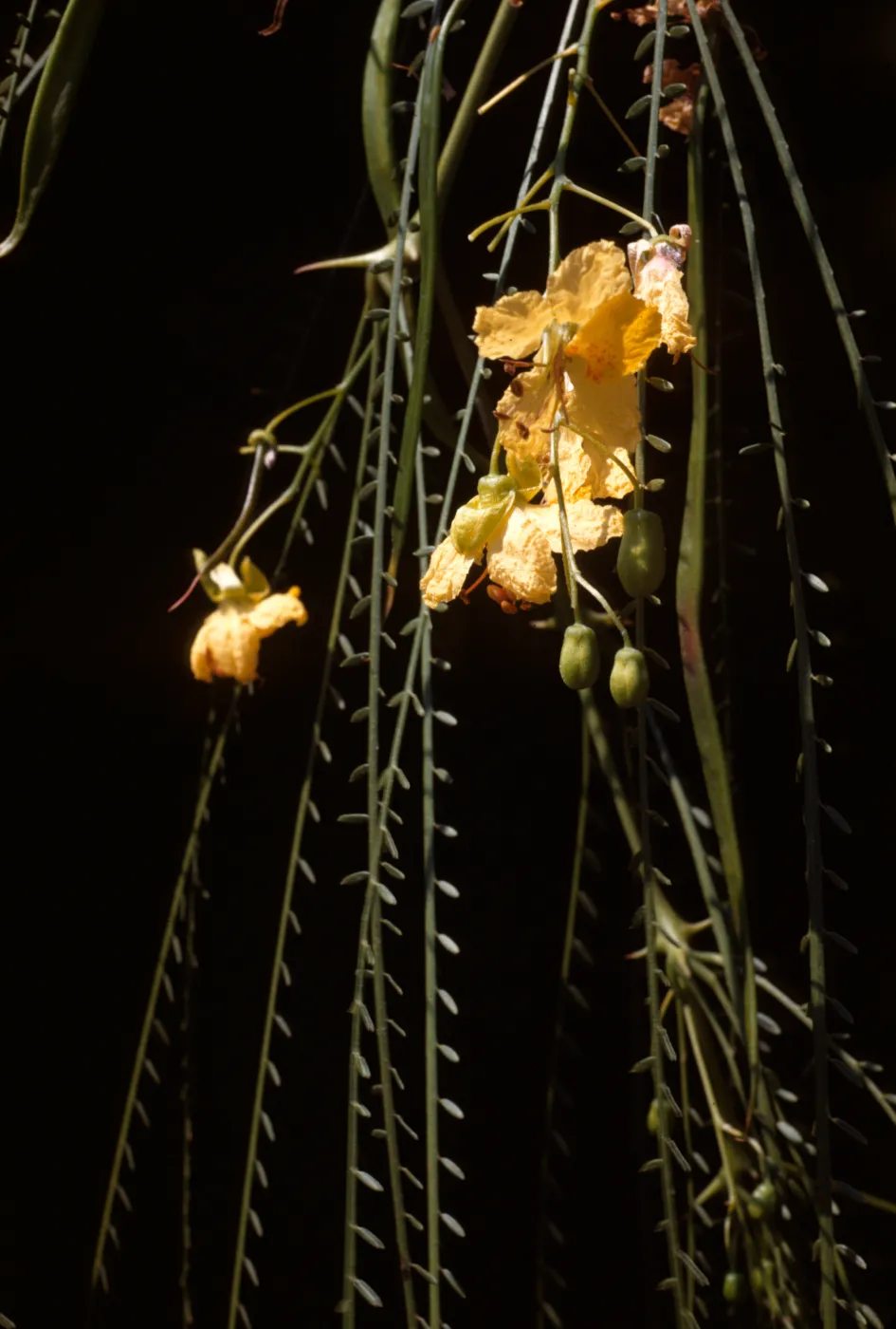 Parkinsonia aculeata
