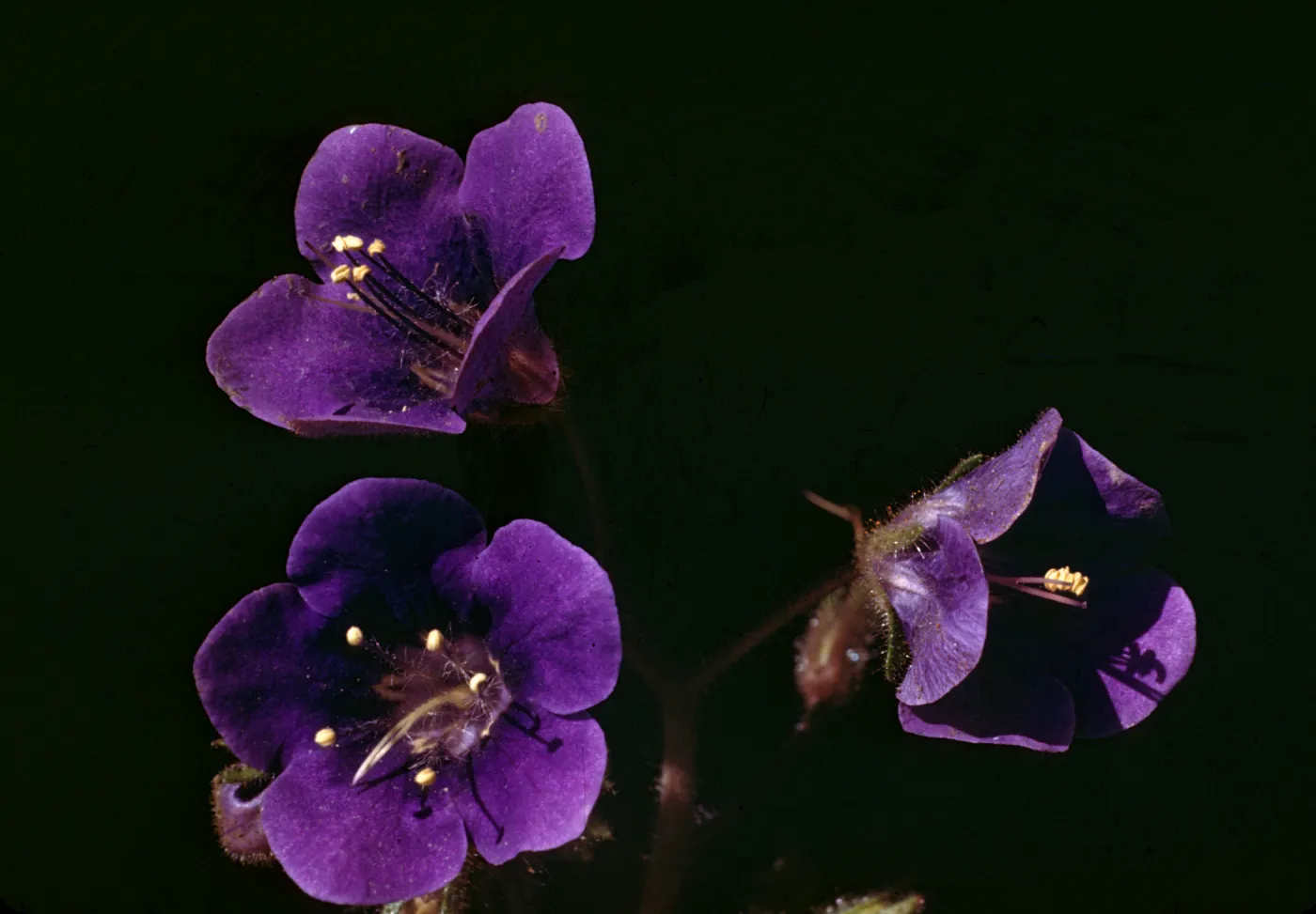 Phacelia parryi