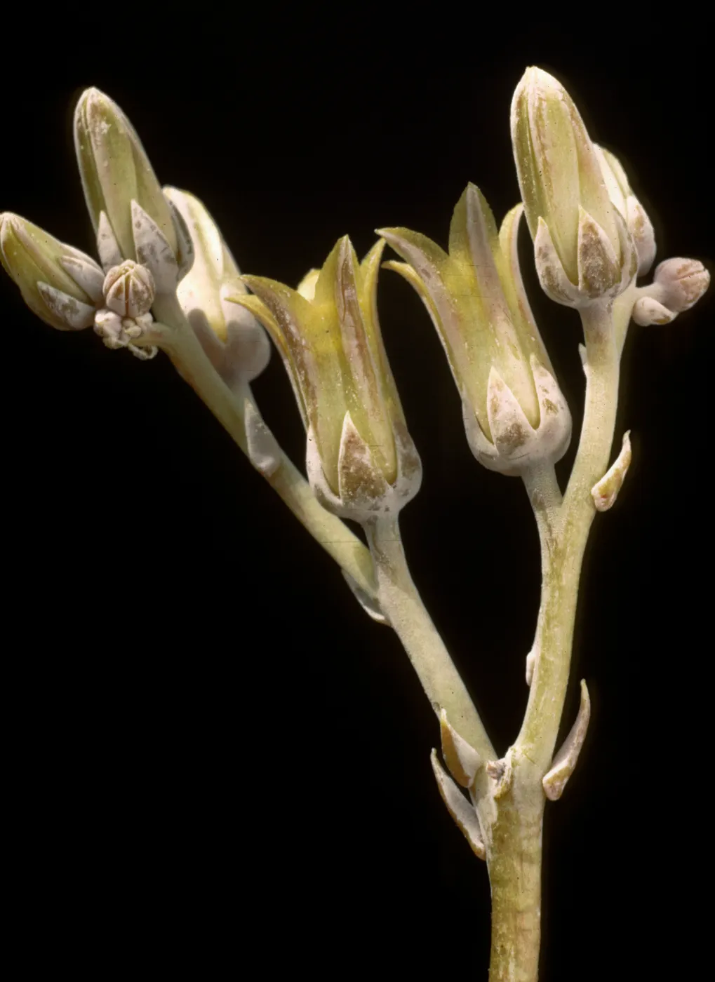 Dudleya abramsii