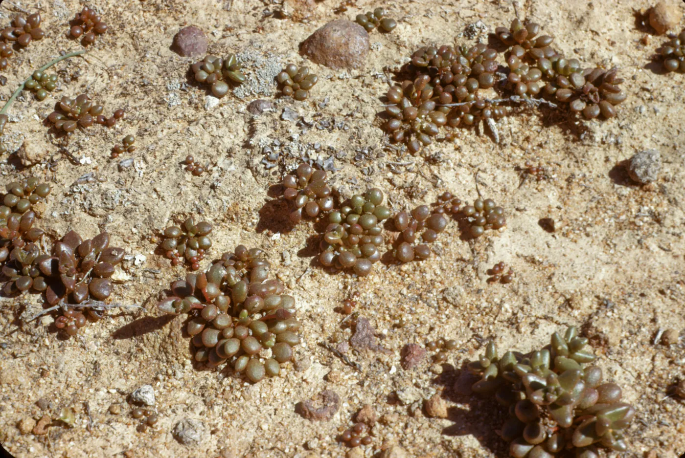 Dudleya blochmaniae