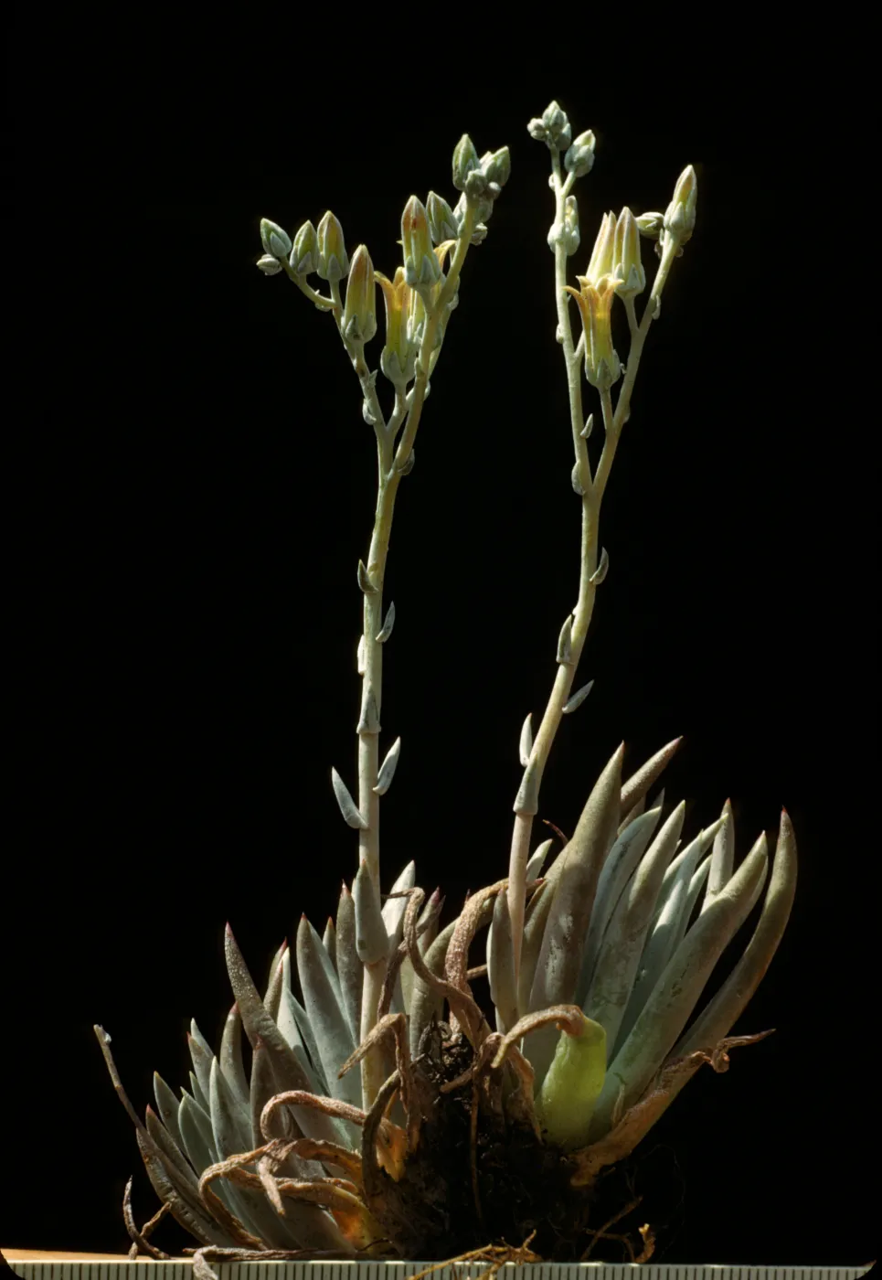 Dudleya abramsii