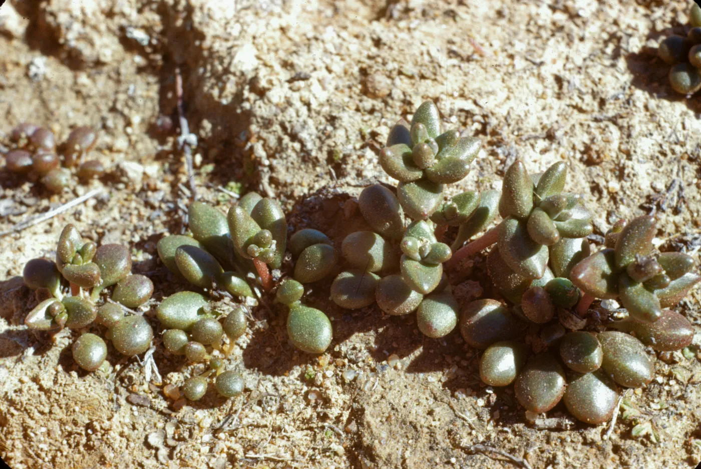 Dudleya blochmaniae