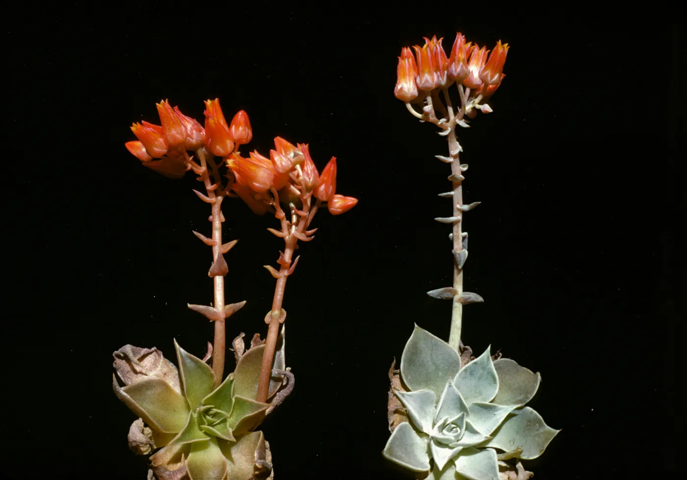 Dudleya minor (liveforevers)