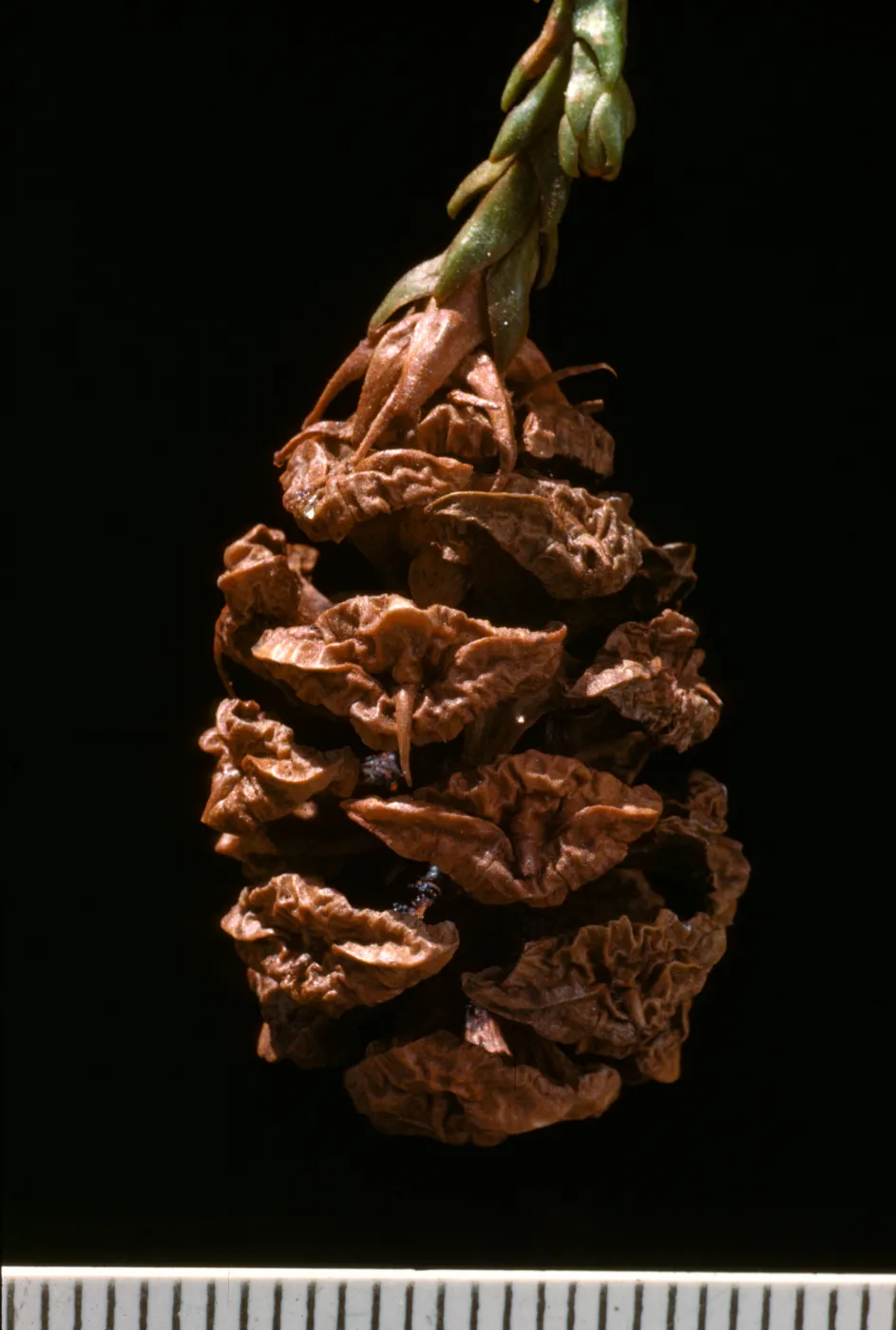 Sequoia sempervirens (Coast Redwood) fruit, with milimeter scale
