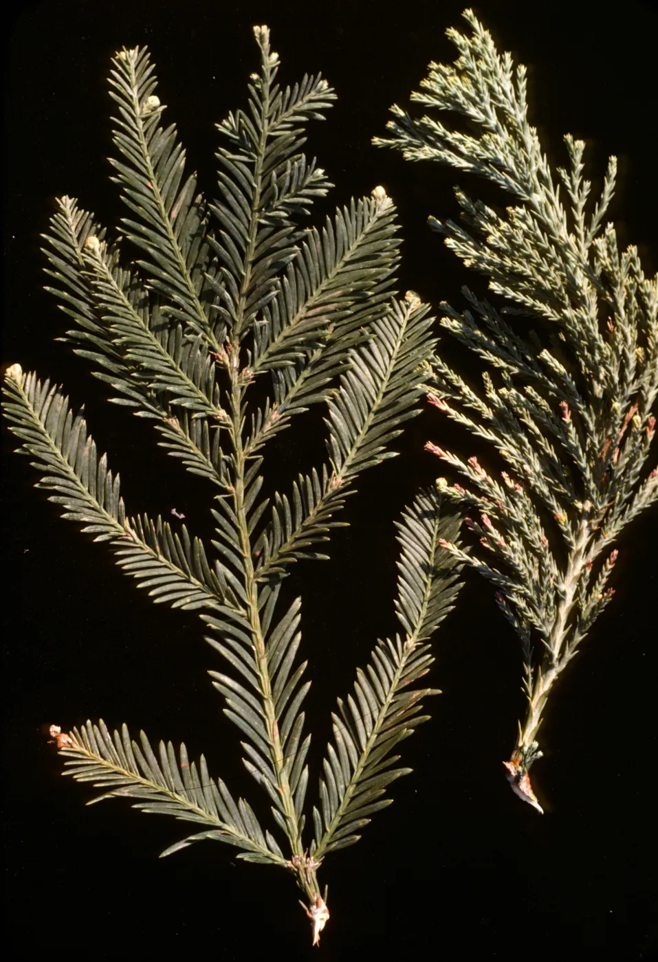 Foliage of Sequoias (Redwood) , Taxodiaceae 