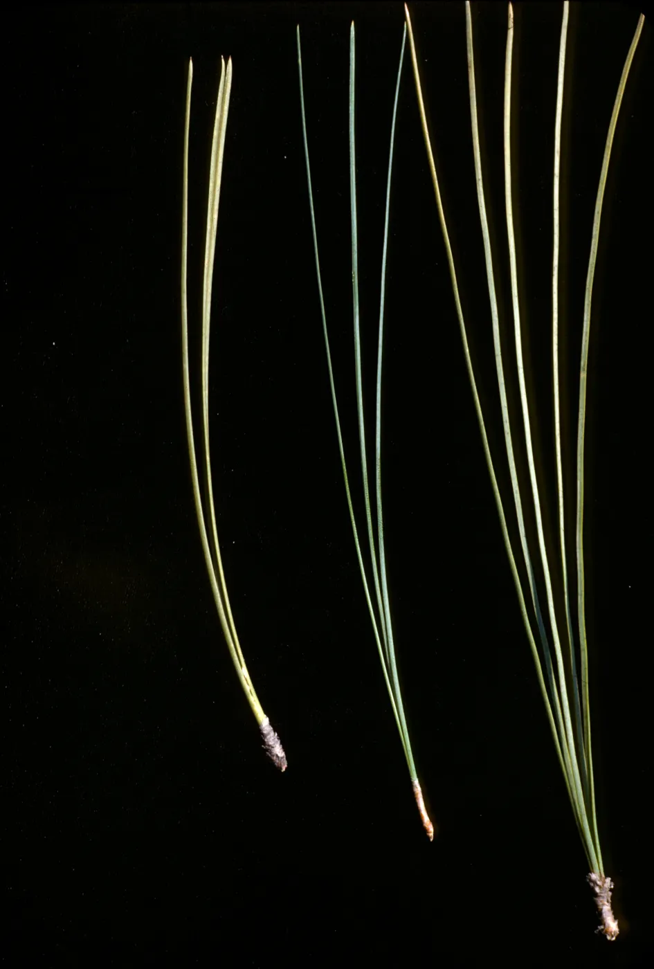 pine needle comparison (Pinus coulteri, P. sabiniana, P. torreyana)