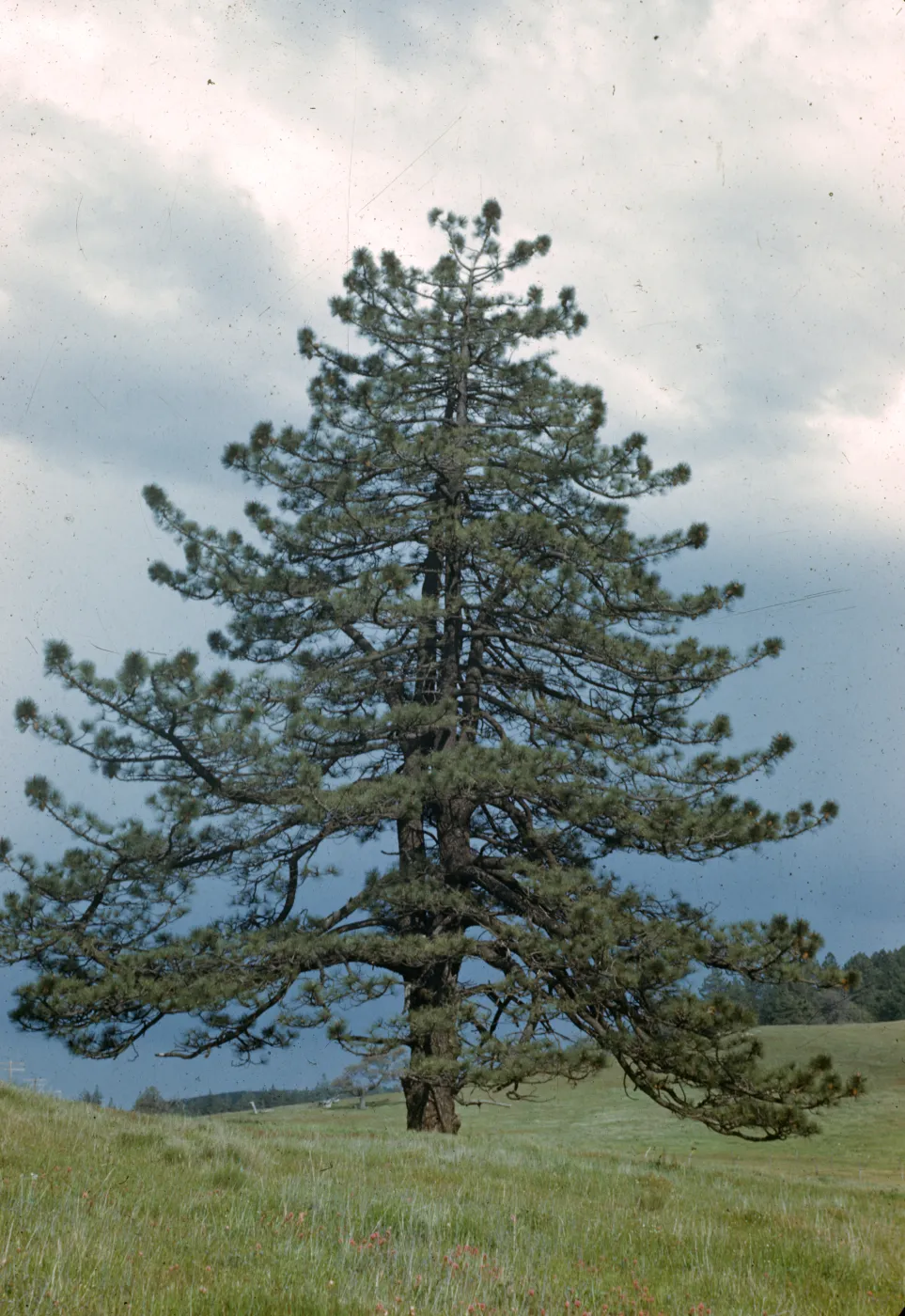 Pinus coulteri, Julian