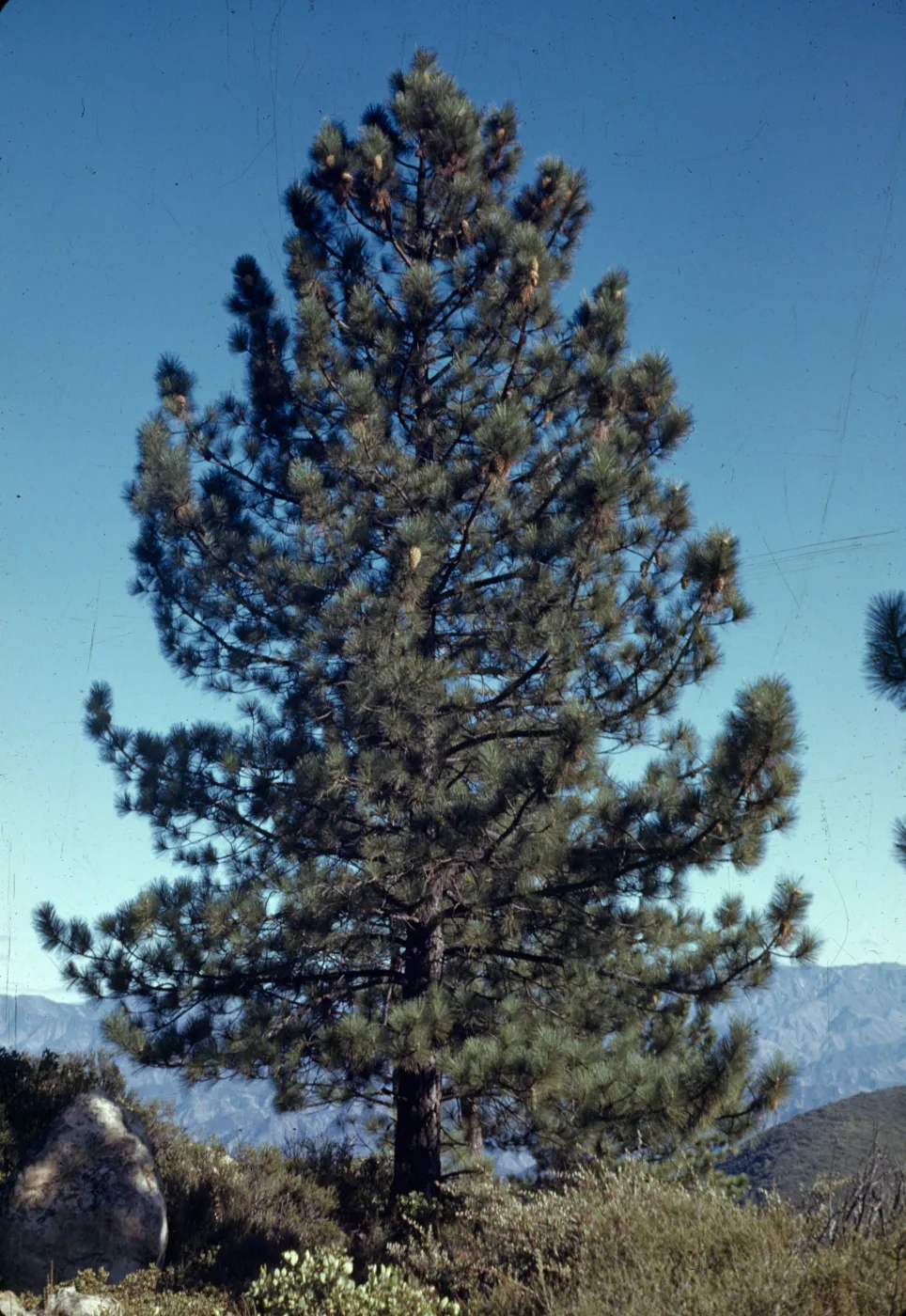 Pinus coulteri