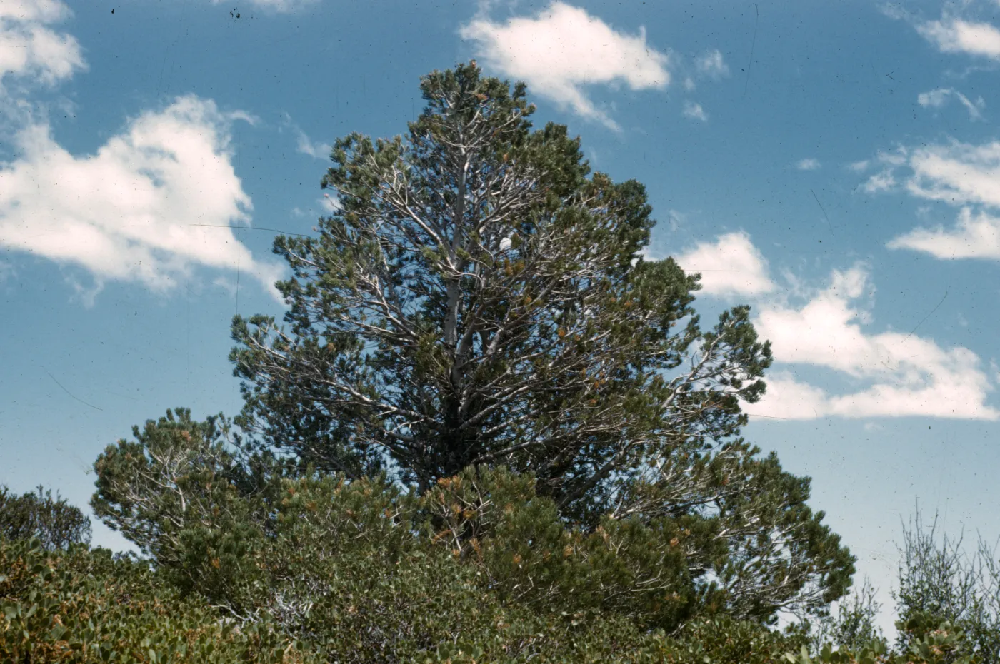 Pinus quadrifolia
