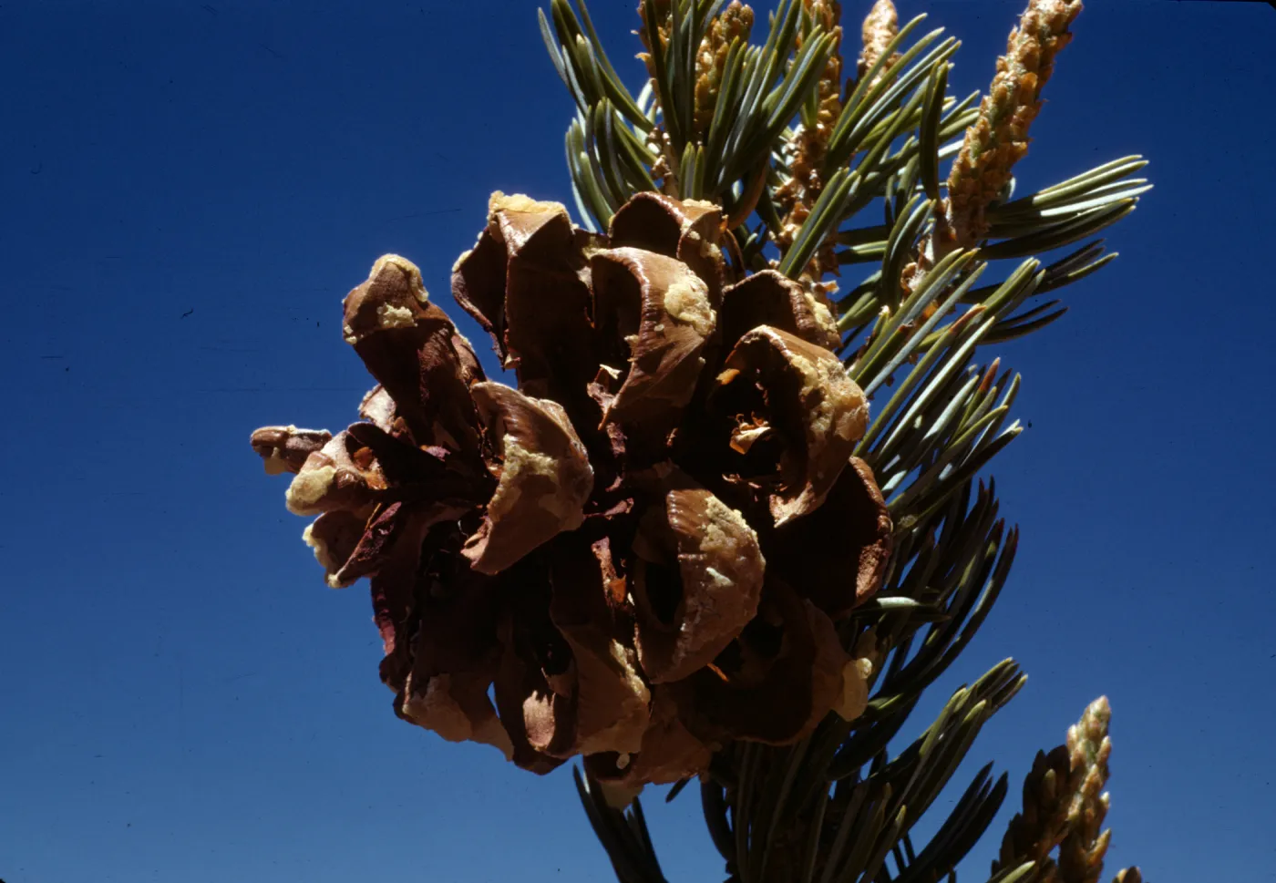 Pinus quadrifolia
