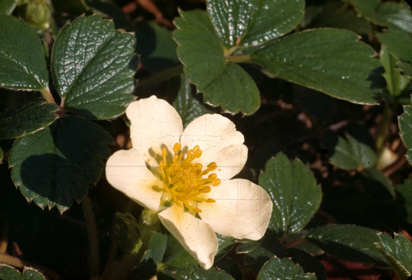 Fragaria chiloensis