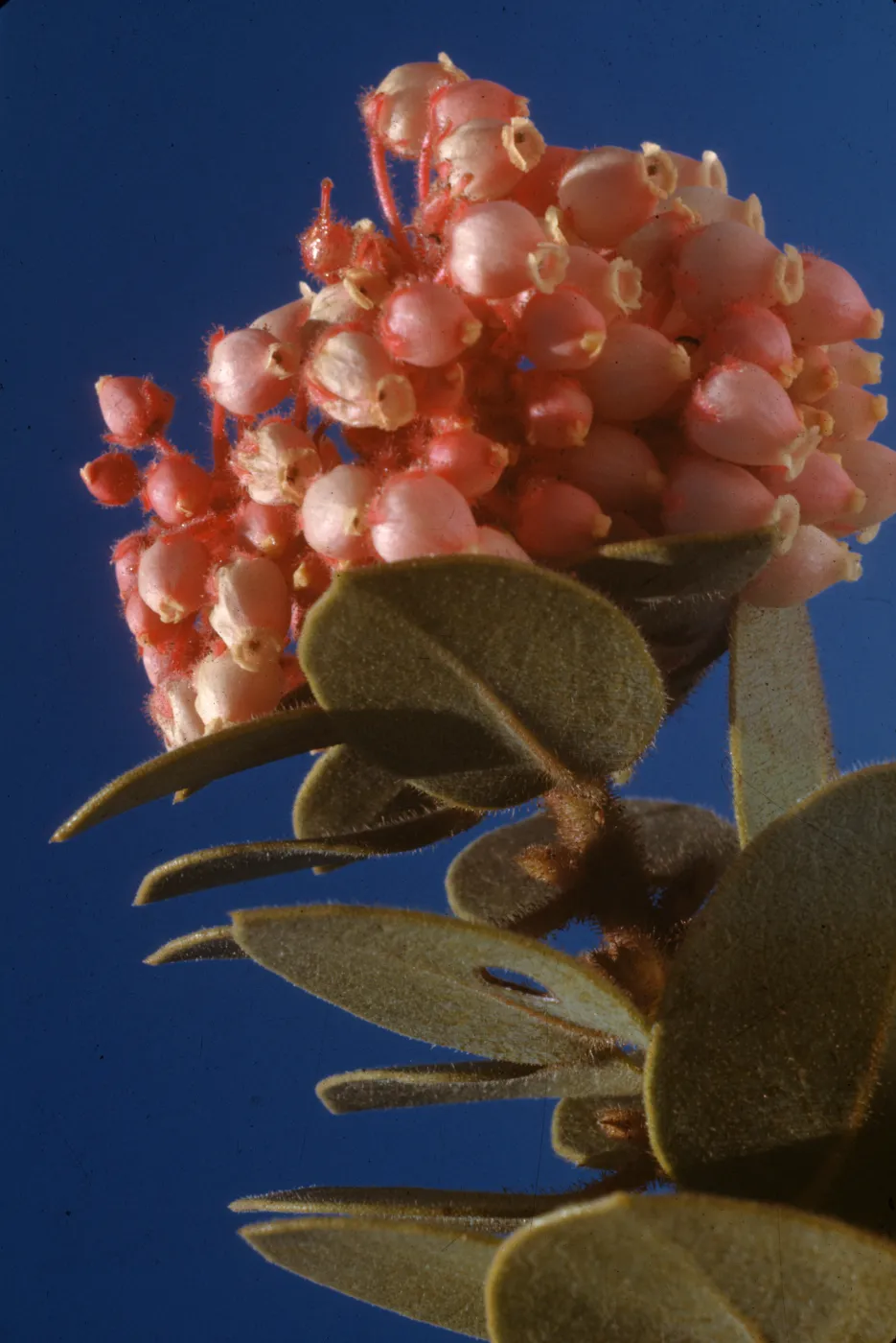 Arctostaphylos pringlei var. drupacea
