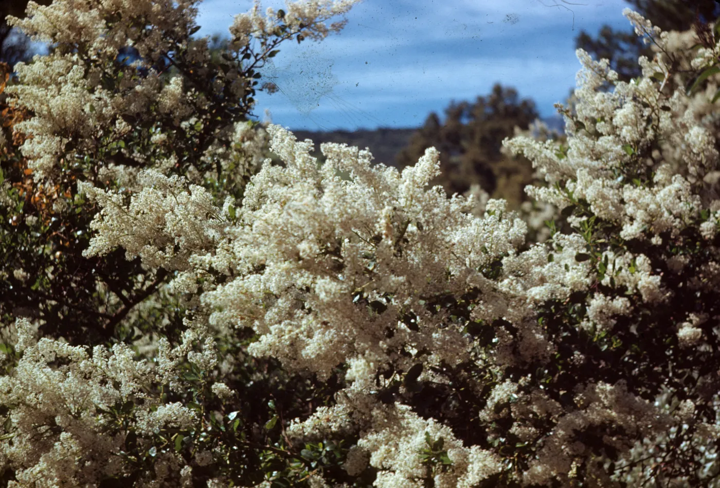 Ceanothus spinosus