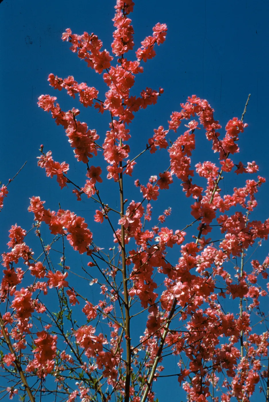 Prunus persica, flowering peach tree