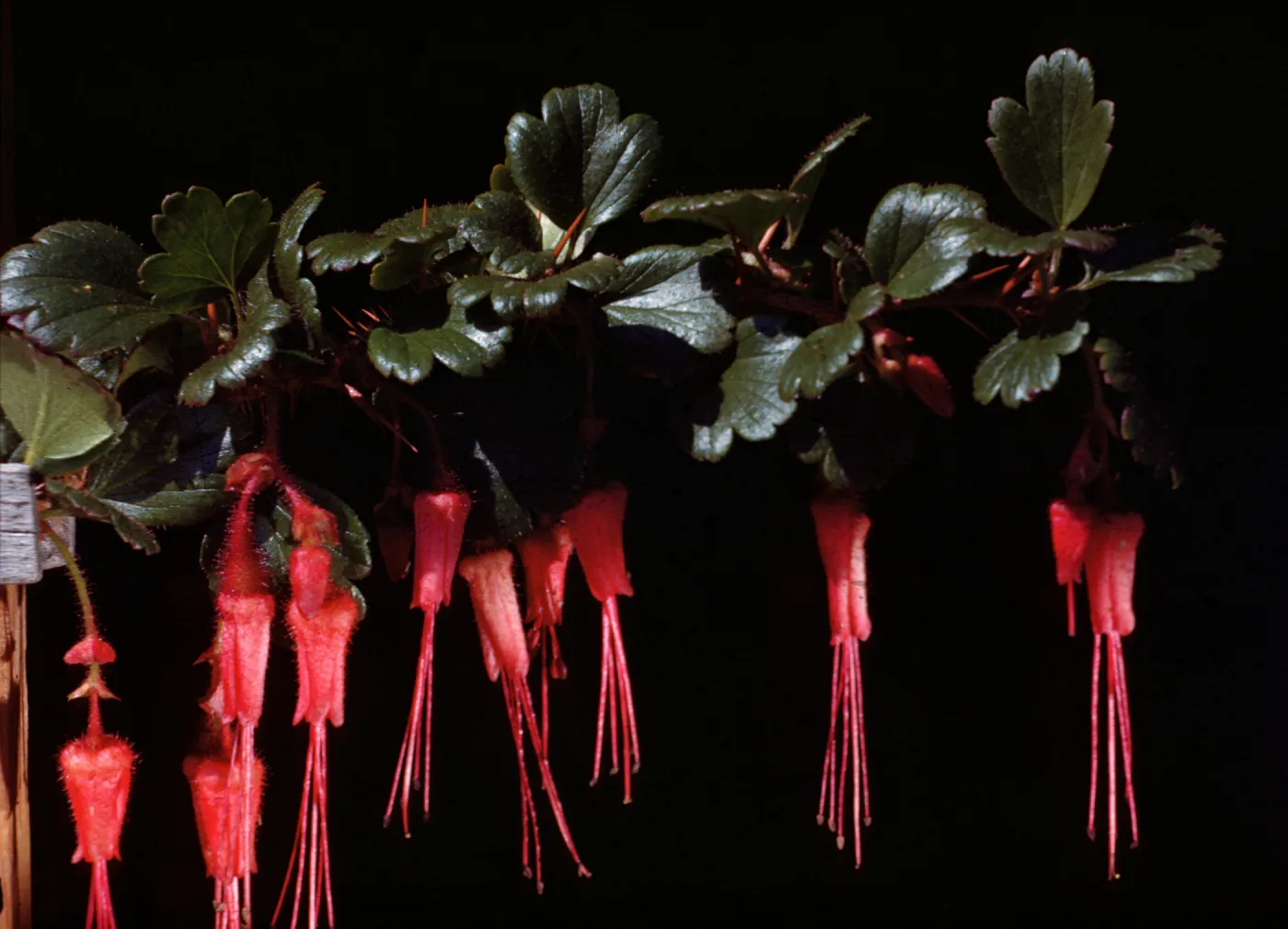 flowering branch of Ribes speciosum