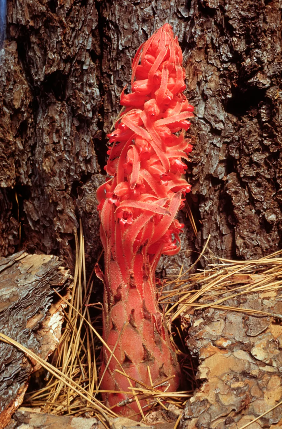 Sarcodes sanguinea, emerging at base of pine