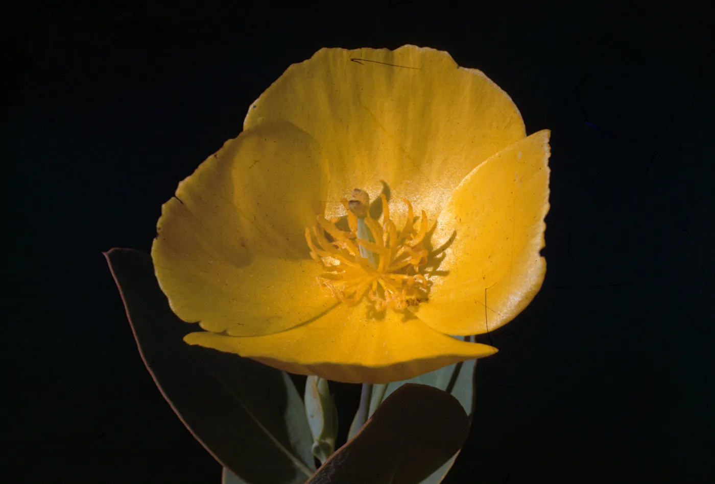 Dendromecon harfordii