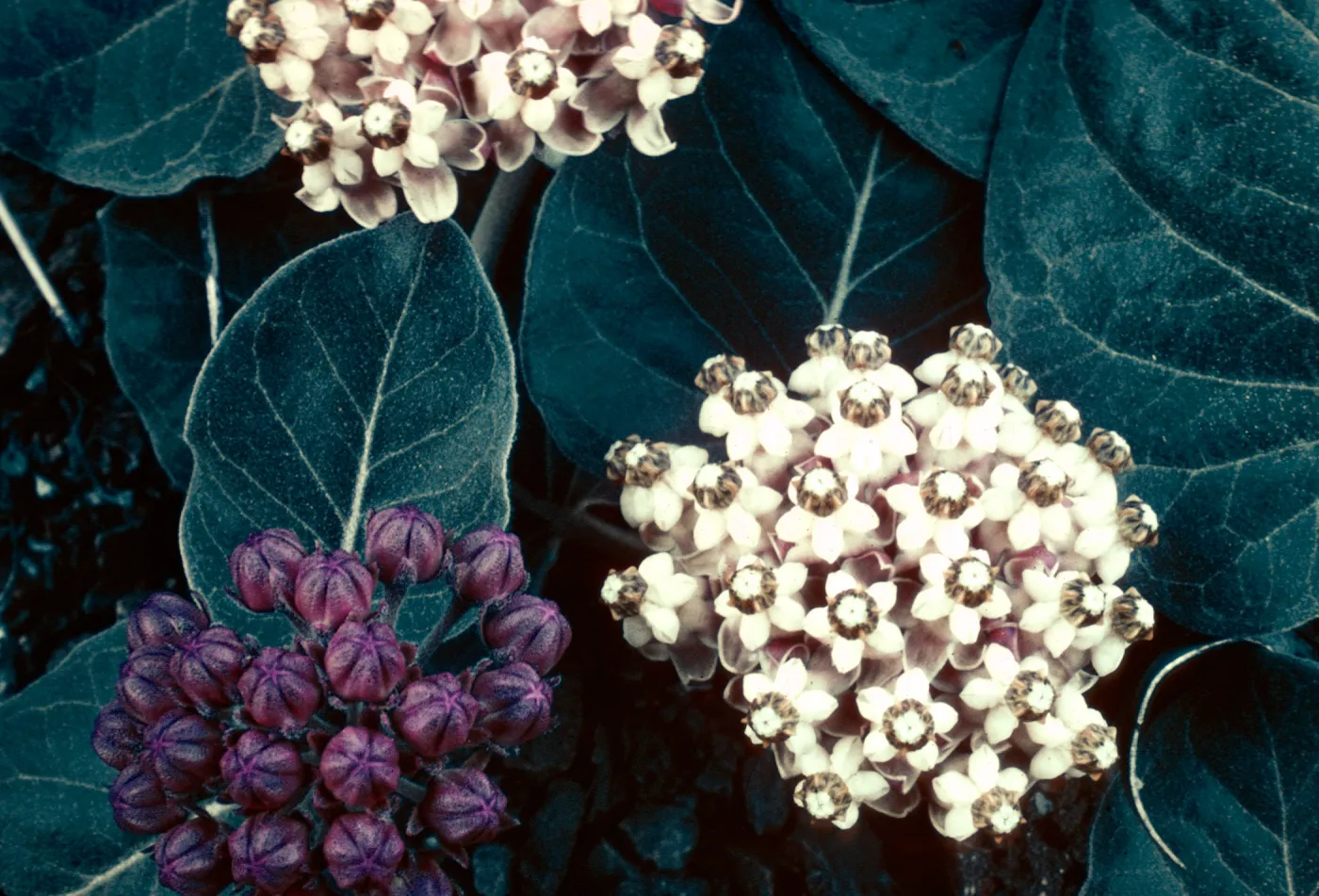 Asclepias solanoana