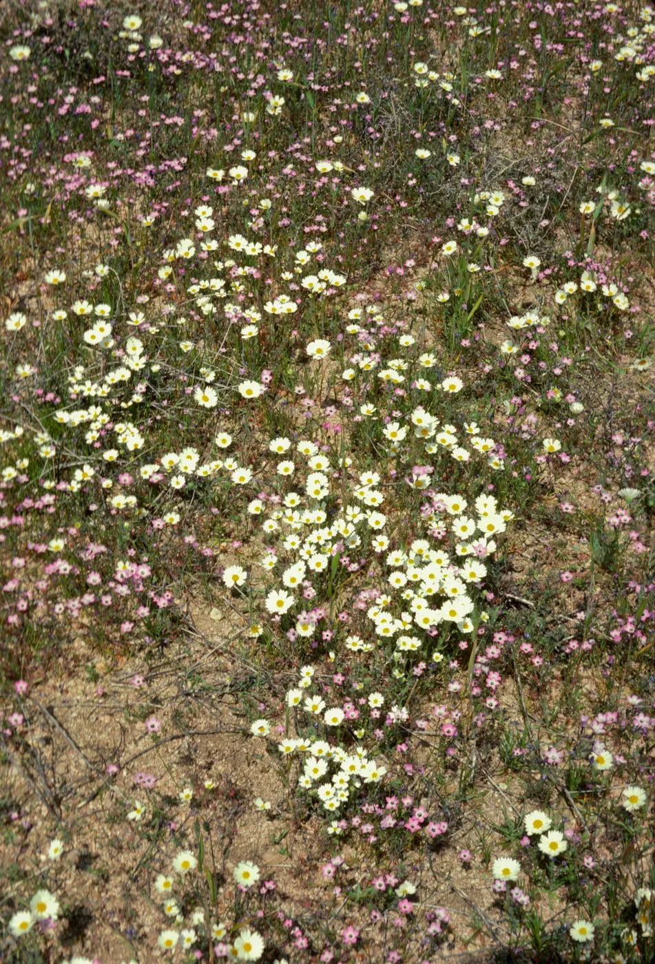 White Tidy tips and Gilia