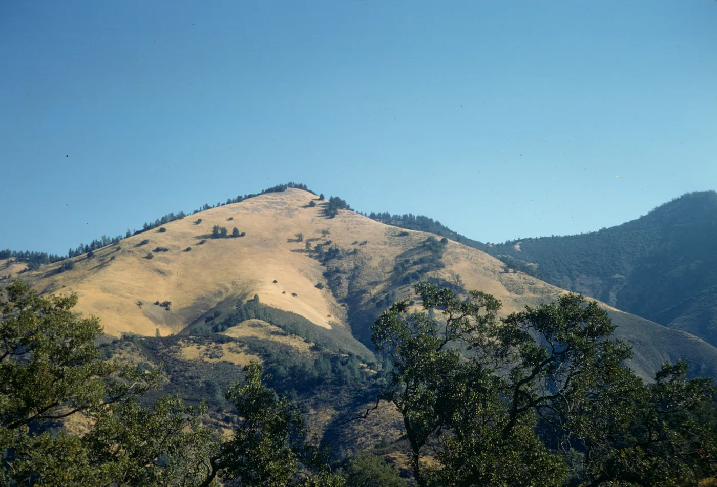Chaparral, Grassland
