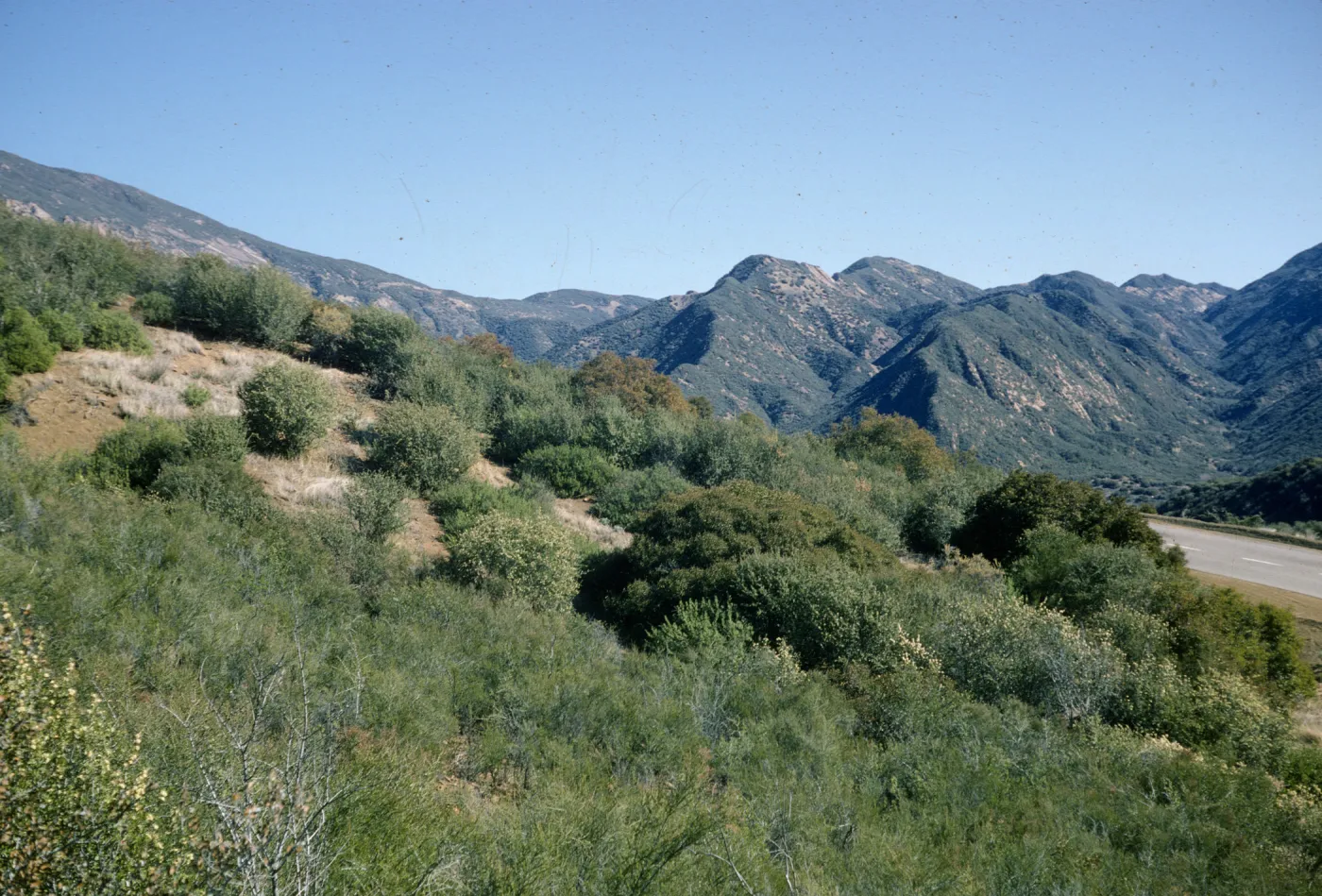 Sespe Gorge chaparral