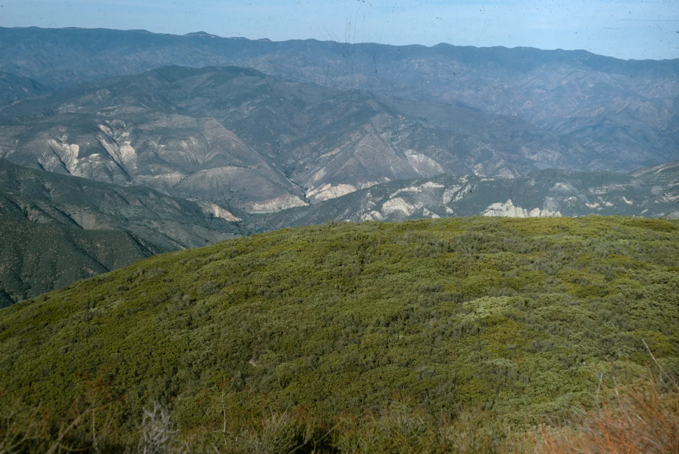 Zaca Ridge, Figueroa Mountain, chaparral