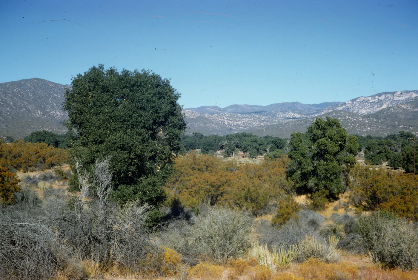 Camino Cielo chaparral