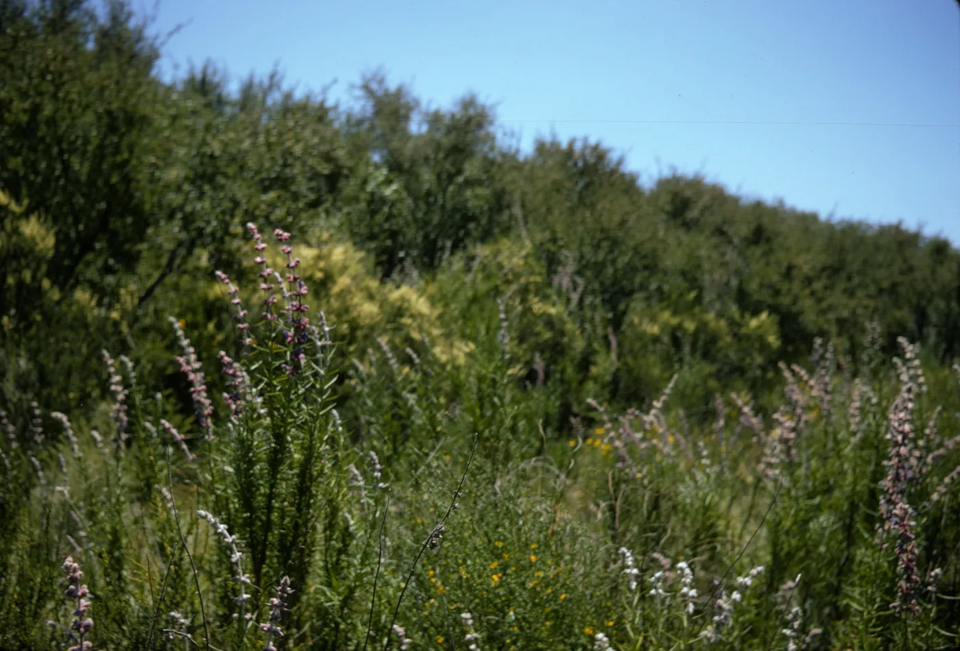 Santa Monica Mountains chaparral