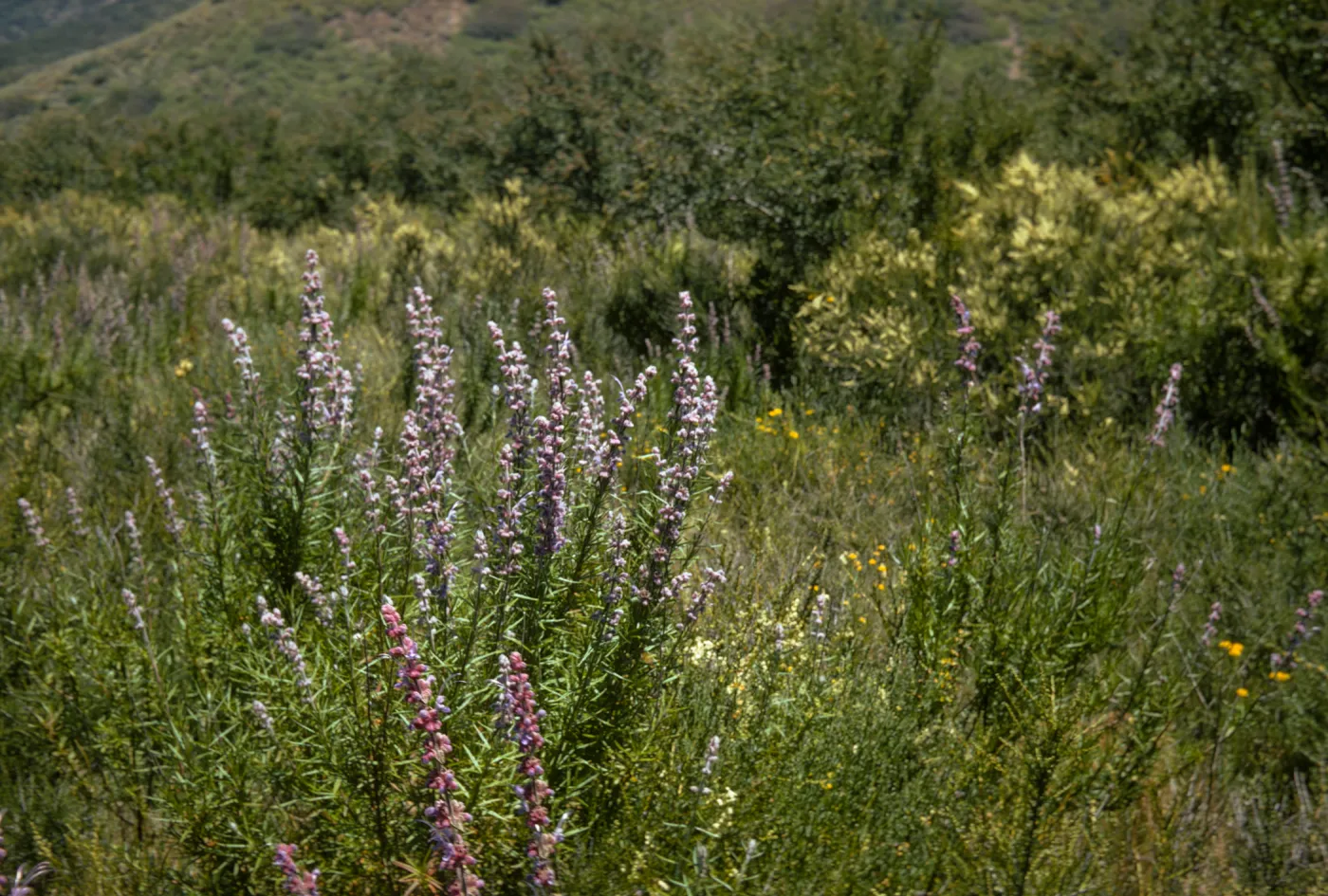 Santa Monica Mountains chaparral