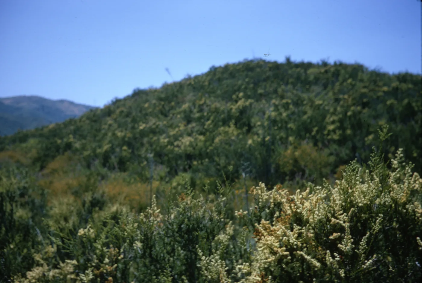 Santa Monica Mountains chaparral