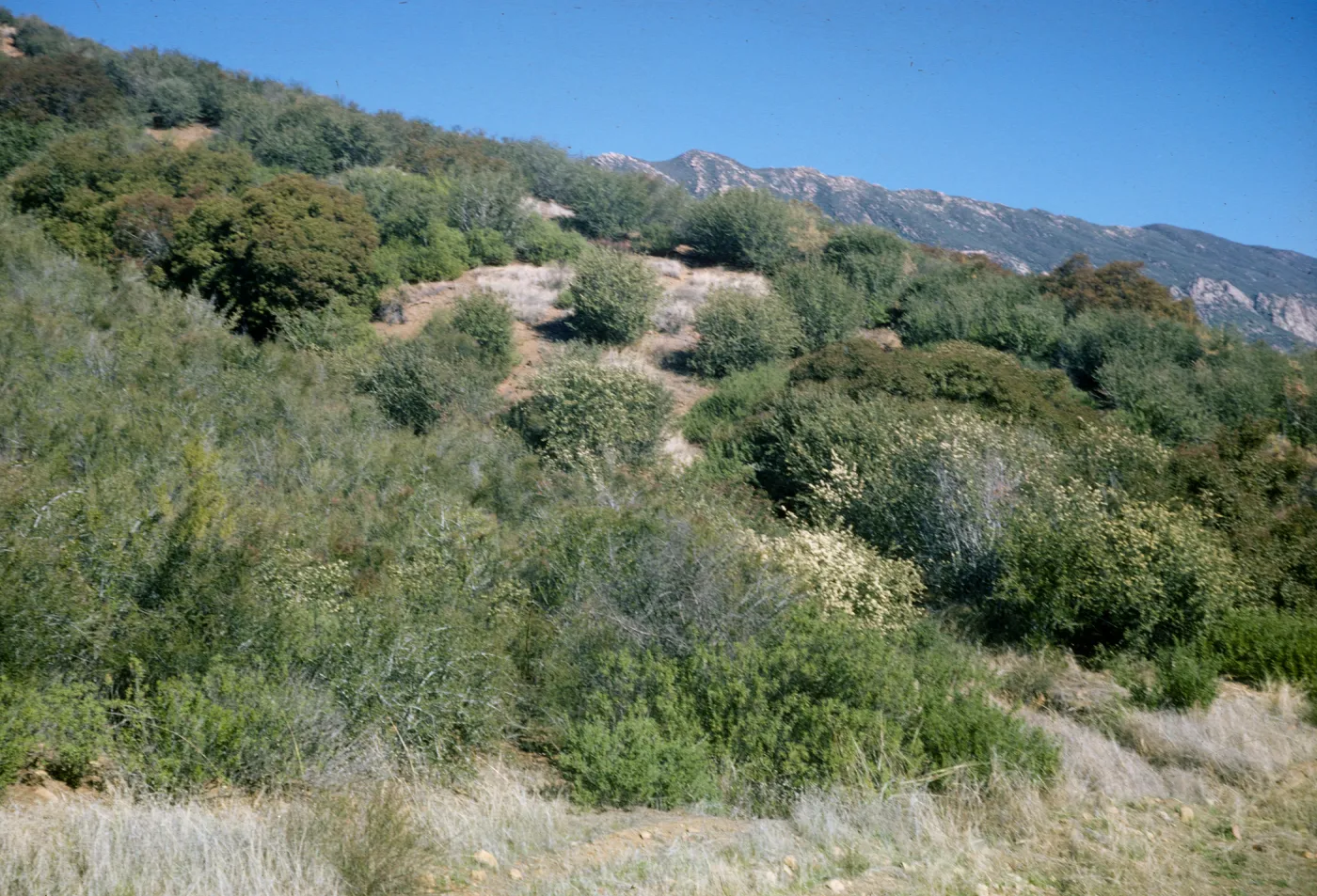 Sespe Gorge chaparral