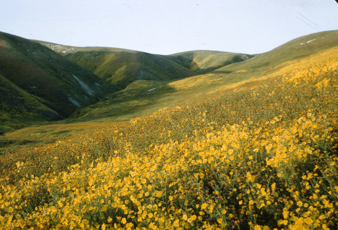 Wildflowers