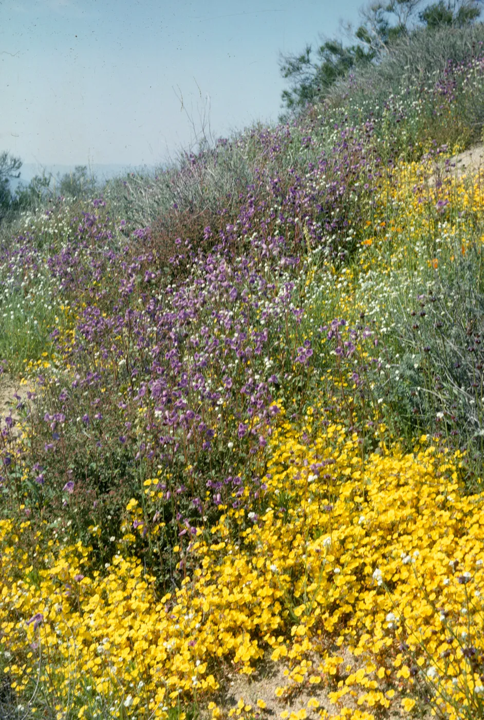 Wildflowers